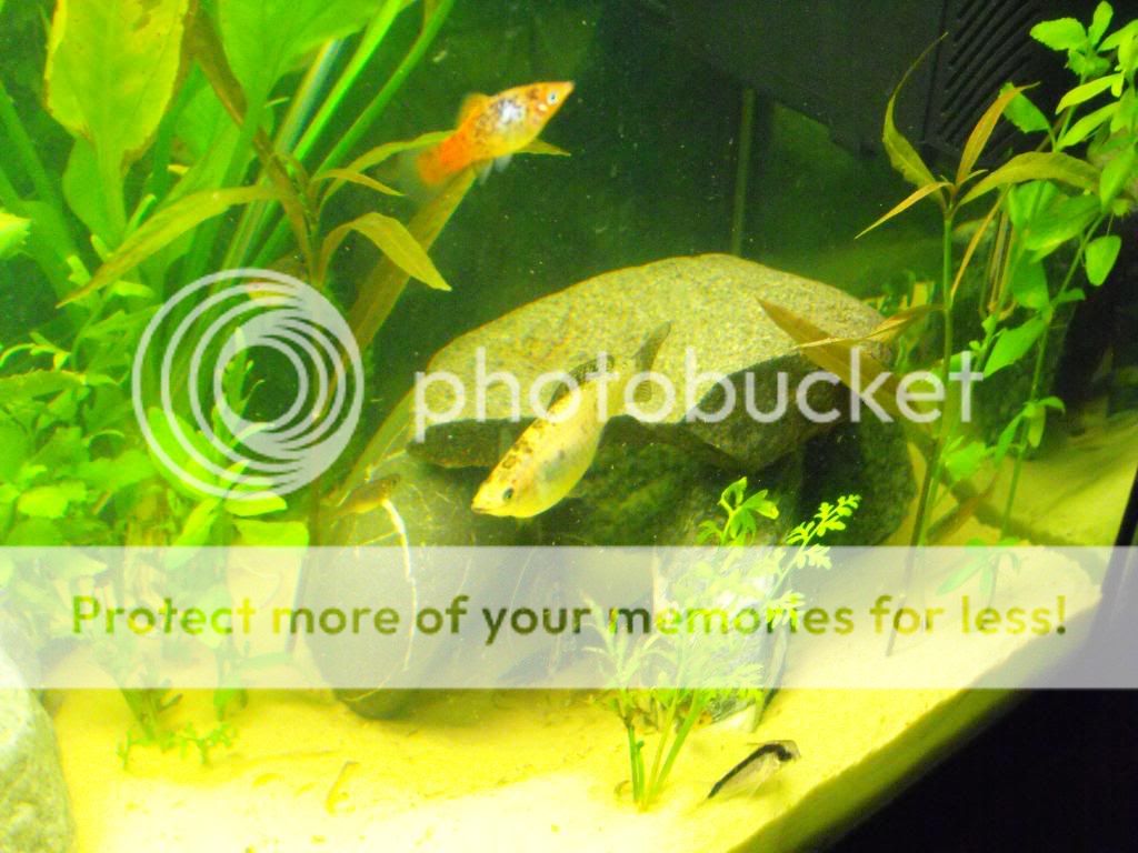 DSCF1247.jpg