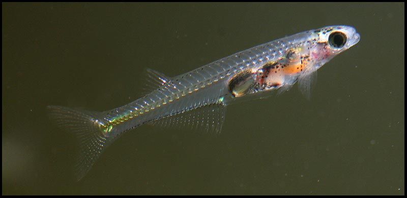 fishy7_zps857dc92a.jpg