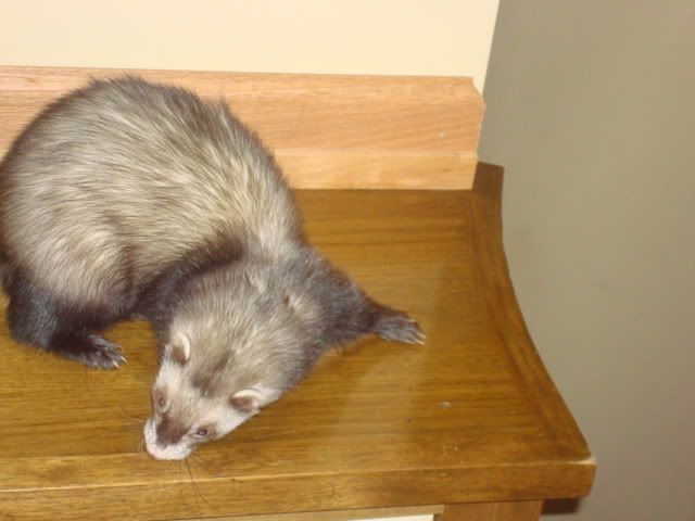 ferrets035-1.jpg