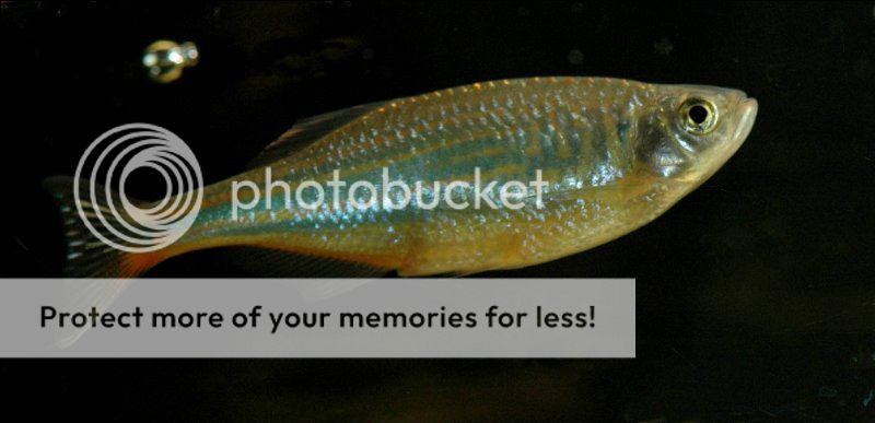 1danio_800x387.jpg