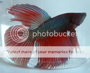 RedBetta.jpg
