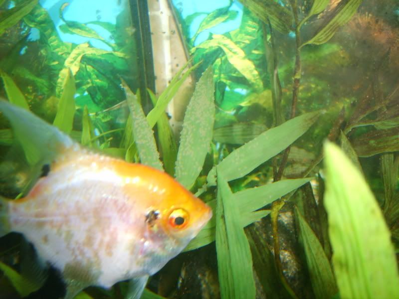 angleseggs010.jpg