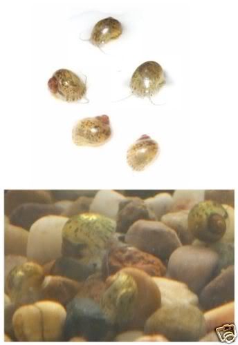brownsnails.jpg