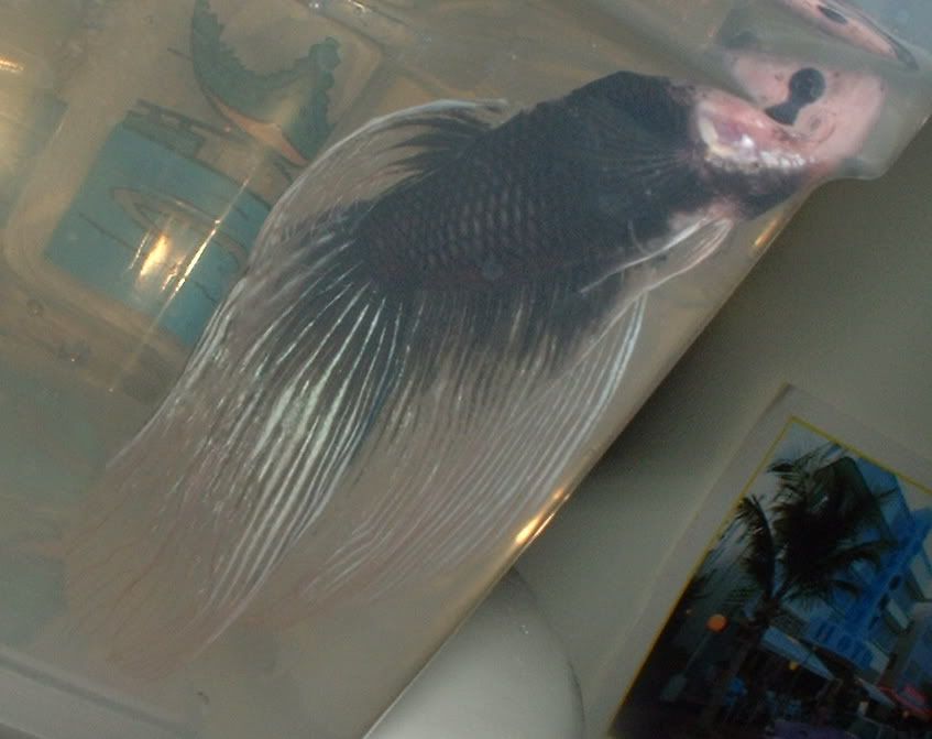 marblebetta3.jpg