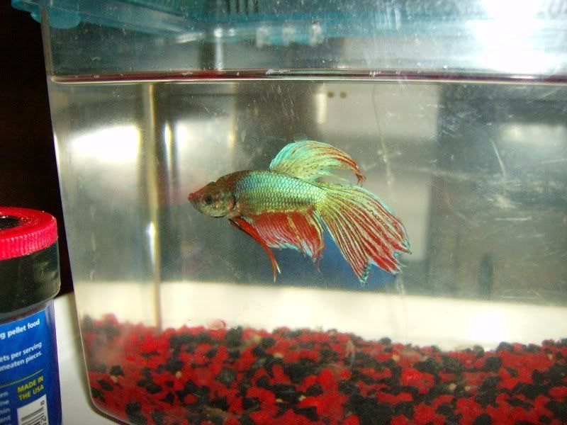 Goodfishpics028.jpg