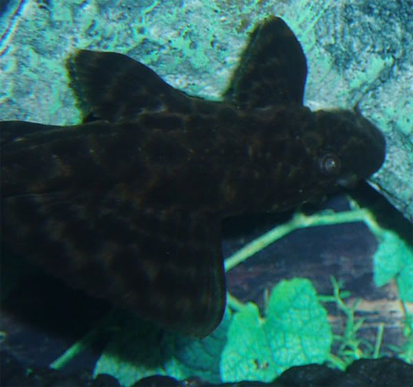 pleco5.jpg