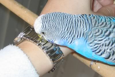 aviarybudgies058.jpg