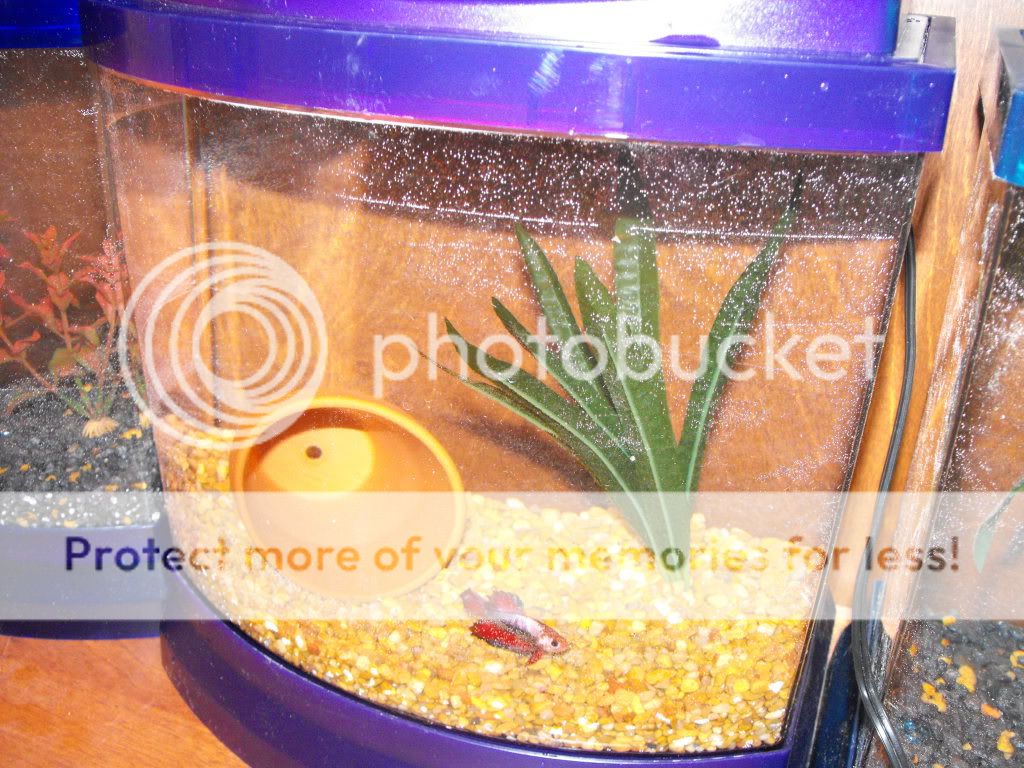 newfish006.jpg