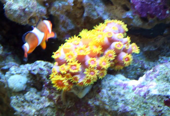 fishtank11thmay2010004.jpg