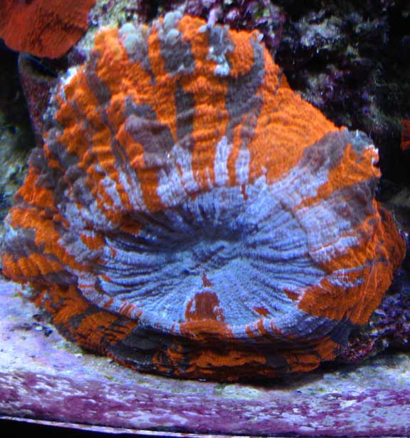 Oct2010Scoly.jpg