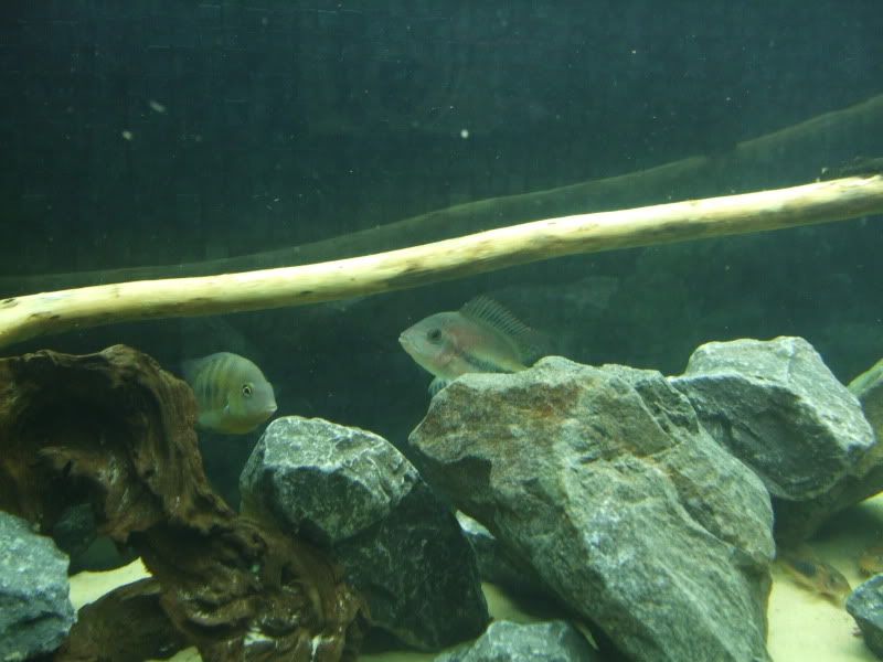 DSCF2177.jpg
