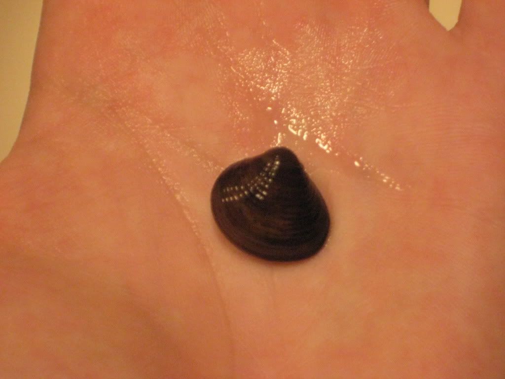 CichlidDitch014.jpg