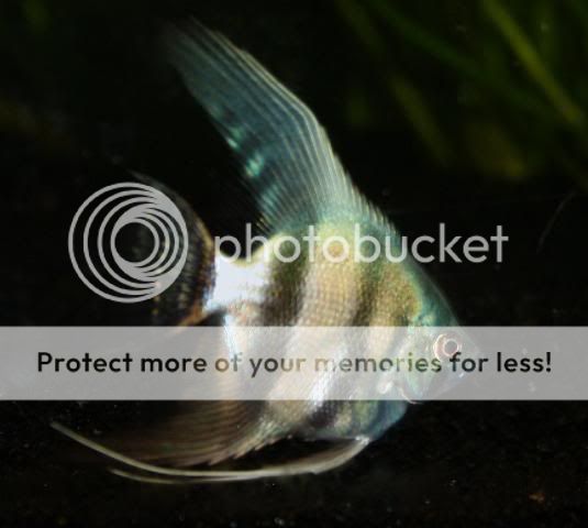 Fish21-06-09010.jpg