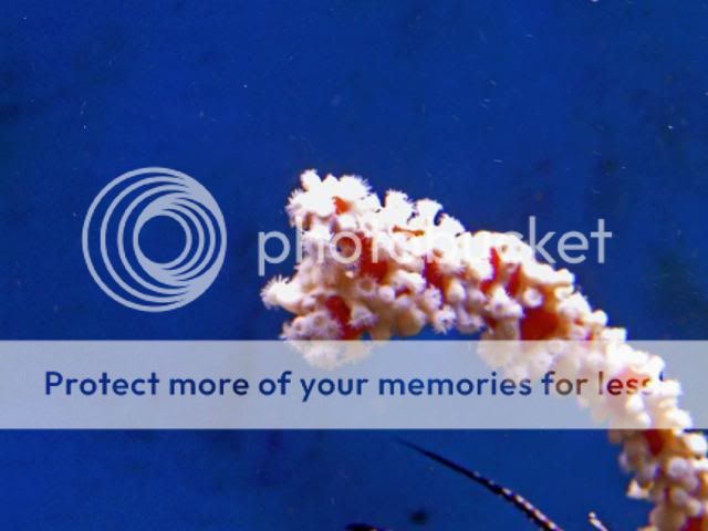 2009_0912Reef0035.jpg
