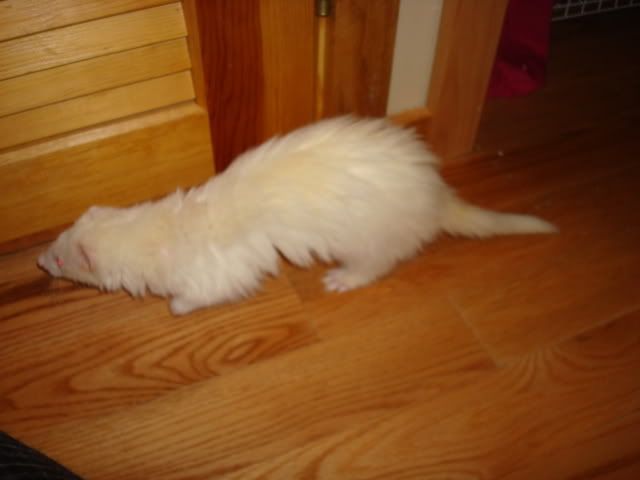 ferrets017.jpg