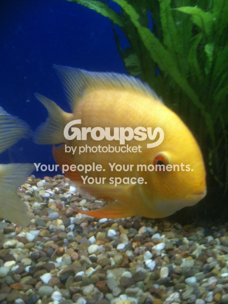 fish2.png