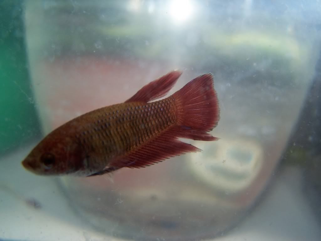Gigety039.jpg
