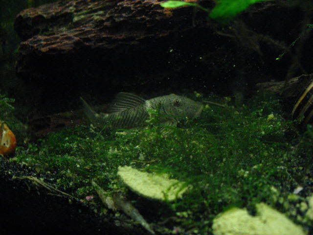 fish086.jpg