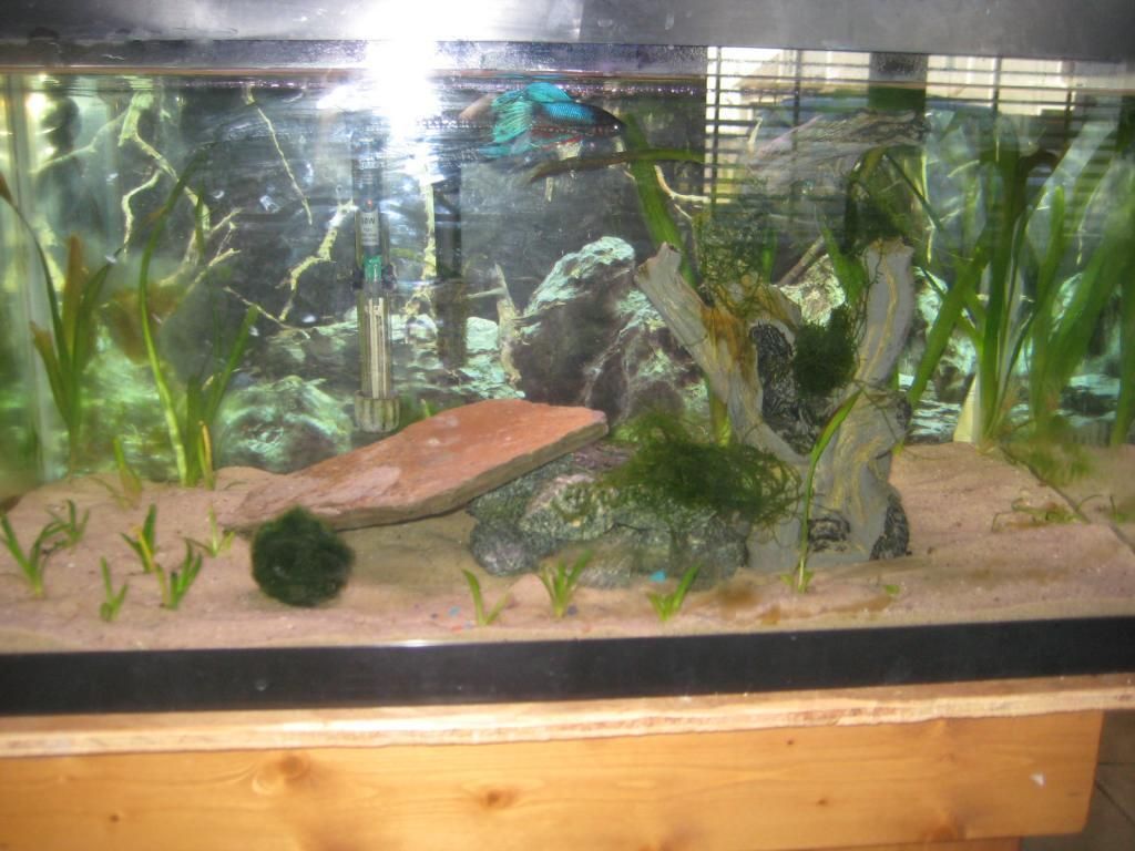 IMG_2279_zps1vctau8u.jpg