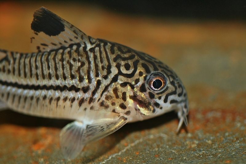 newfishtank037.jpg