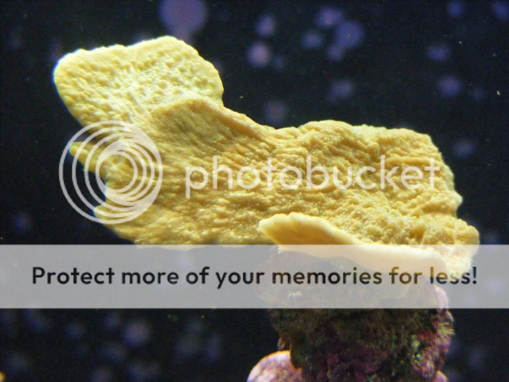 newfish018.jpg