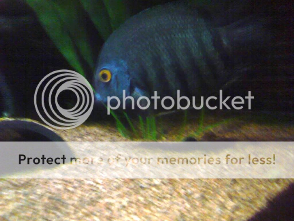 SeverumFull3.jpg