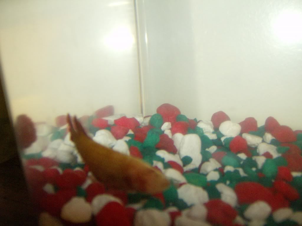 bettas3011.jpg