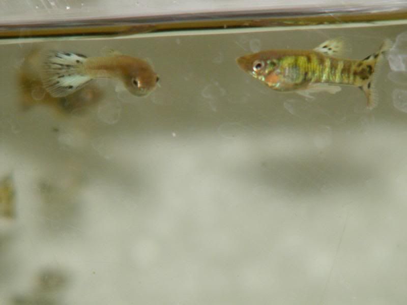 DSCF4154.jpg