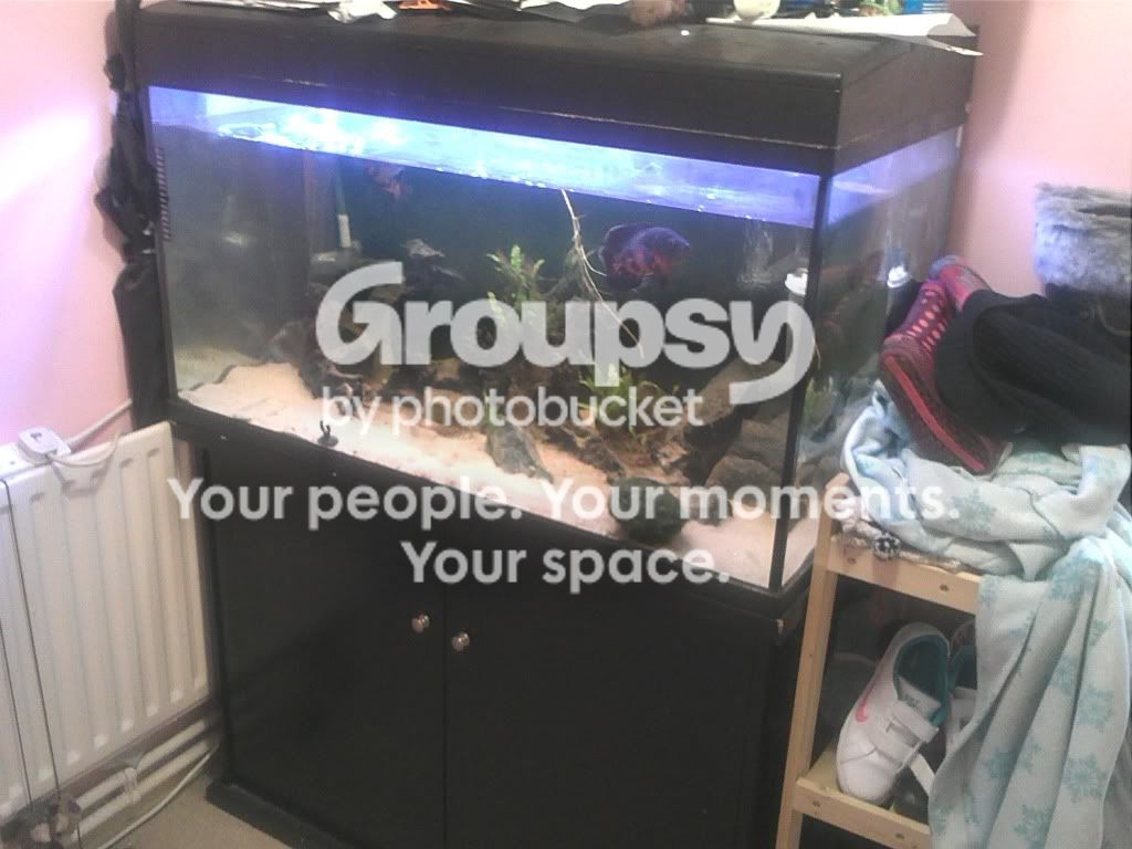 IMG218_zps7b7e7c32.jpg