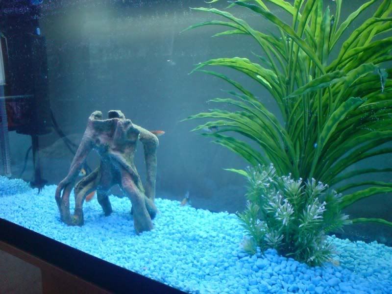 tank3.jpg