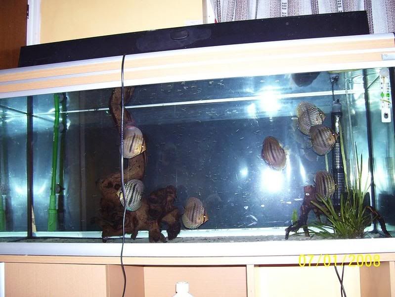 discus.jpg