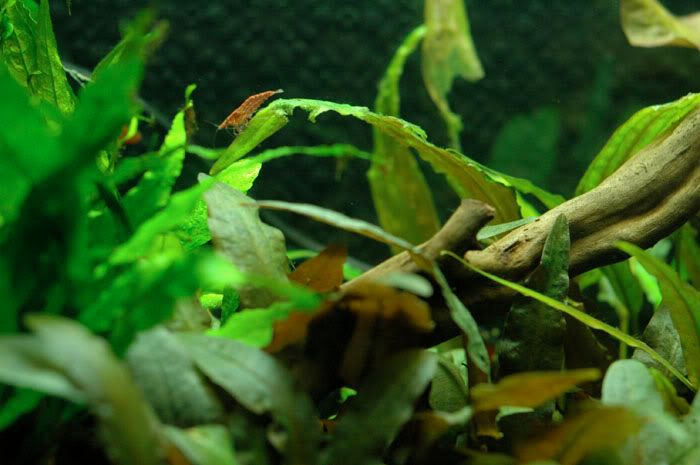 Shrimp.jpg