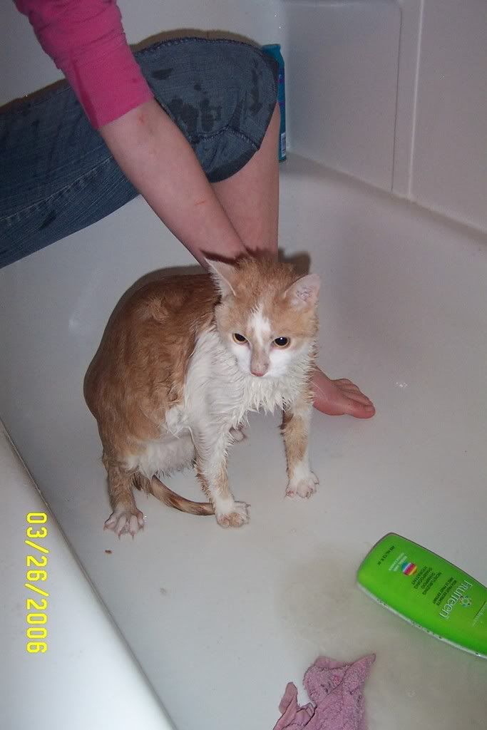 Meko004.jpg