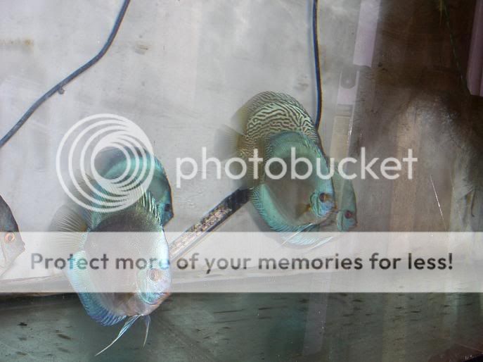 assortedblues.jpg