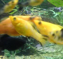 fishmollyyellow.jpg