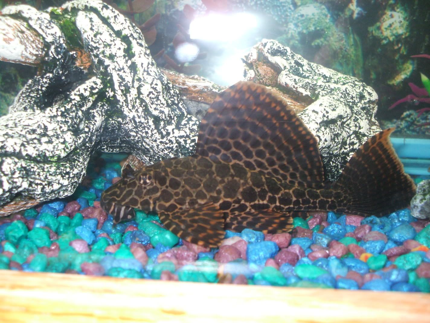 newbabies-1.jpg