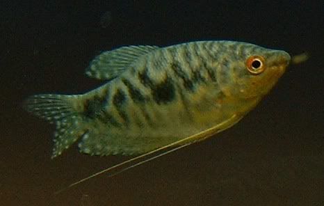 gourami.jpg