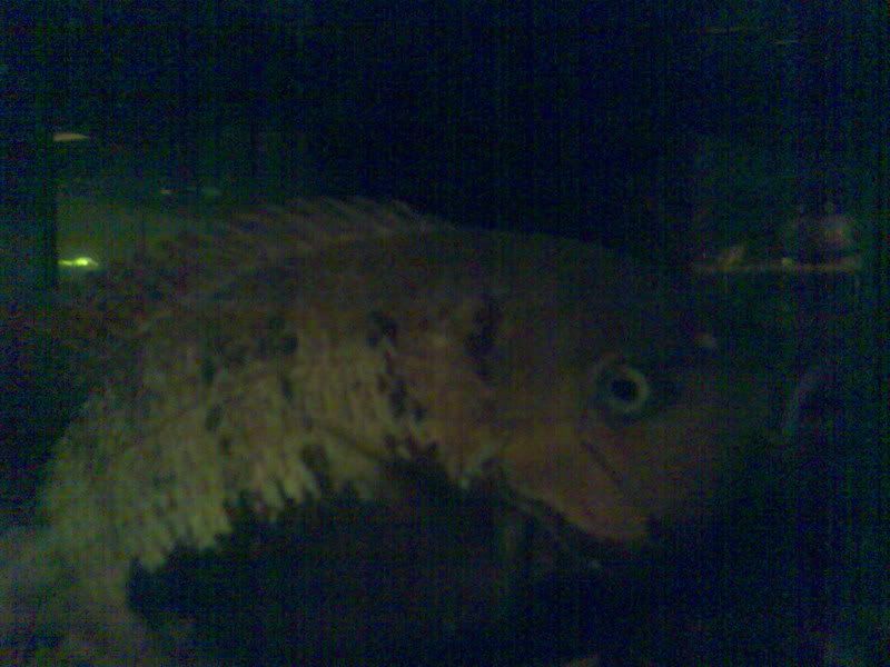 Fishboy001.jpg