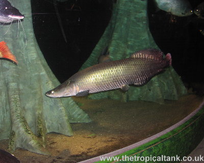 bp-arapaima.jpg
