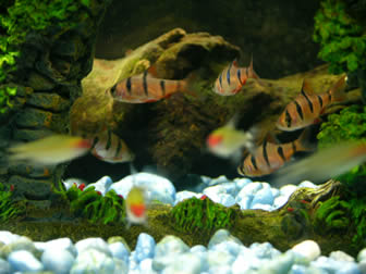 five-banded-barb.JPG