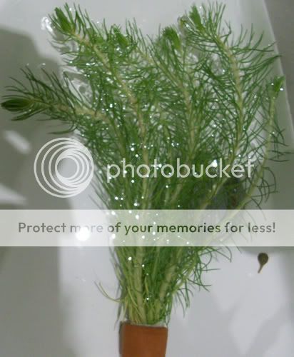 plant5.jpg