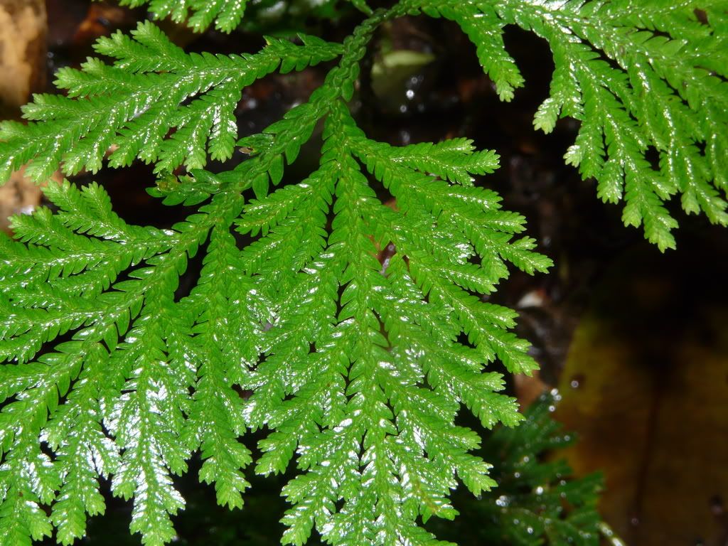 spikemoss.jpg