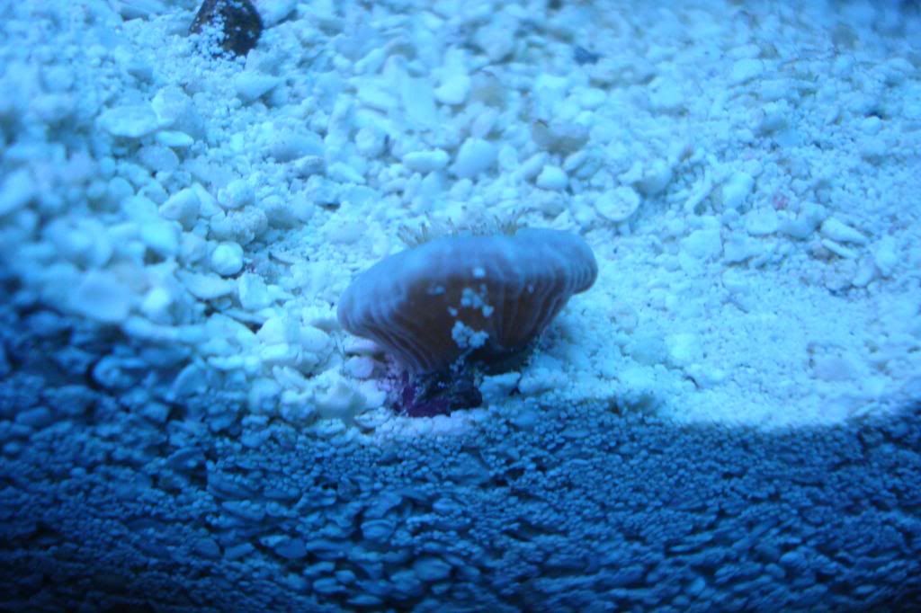 DSC03039_zpseaf3cf1c.jpg