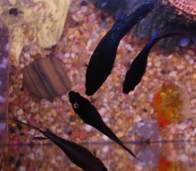 topview.jpg