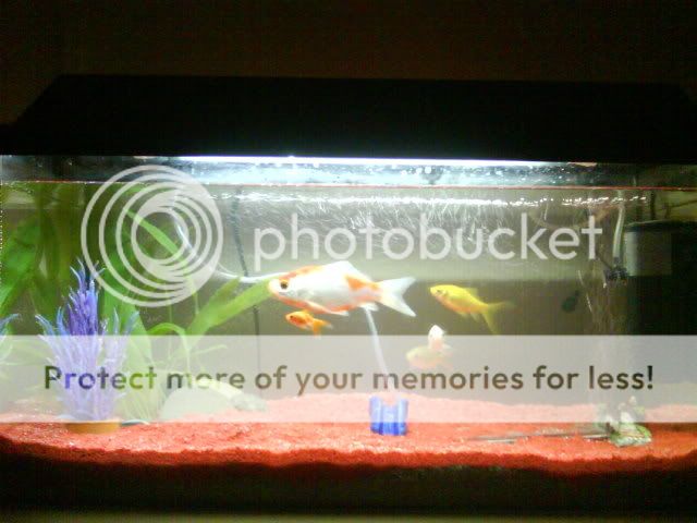 DSC00505.jpg