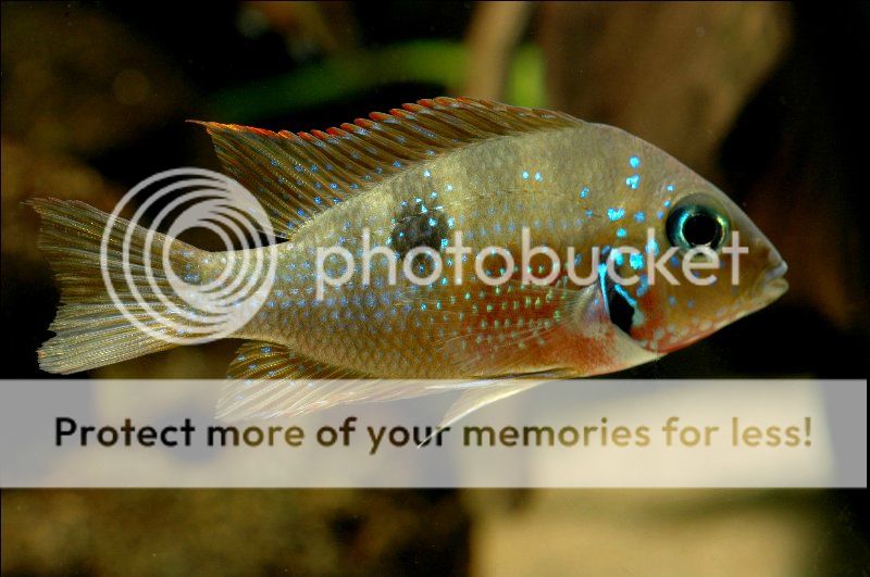 1eliottia_800x531-1.jpg