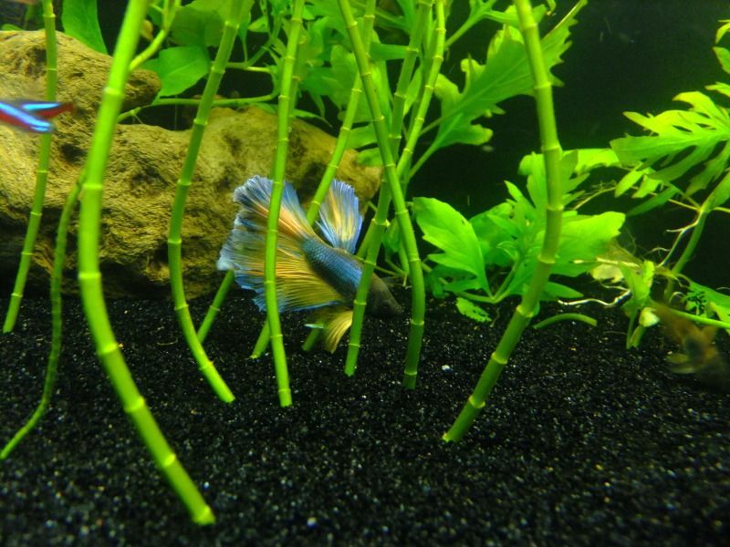 DSCF3708.jpg