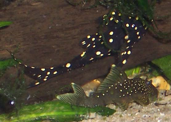 Picture017.jpg