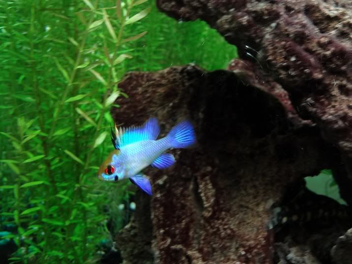 electricblue.jpg