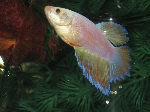 fish344.jpg